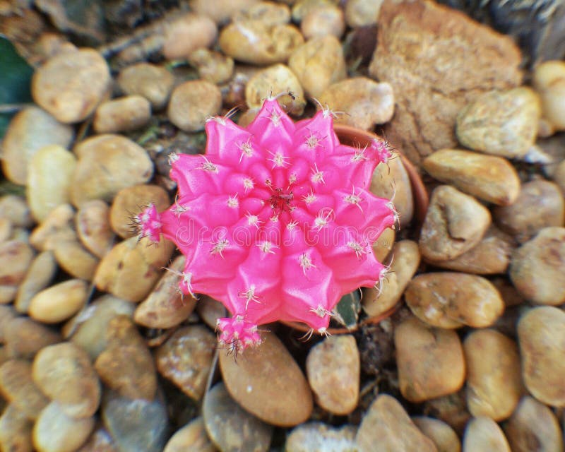 Cactus rose image stock. Image du rose, cactus, jardin 48082785
