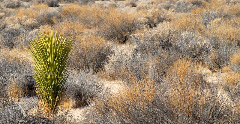 Cactus and sagebrush in Death Valley California