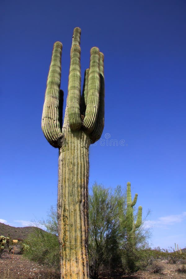 Cactus In Saguaro