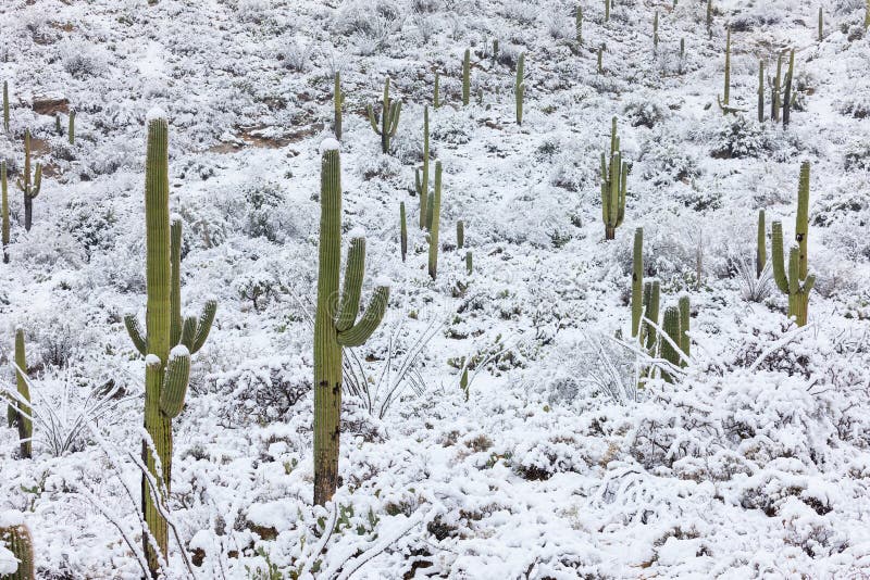 Nieve En Un Cactus Del Saguaro Después De Una Tormenta Del Invierno En El  Desierto De Arizona Foto de archivo - Imagen de escénico, cubo: 140527986