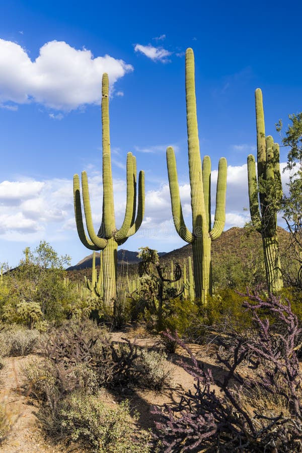 Cactus Scenery in Saguaro National Park Arizona in Spring. Stock Photo ...