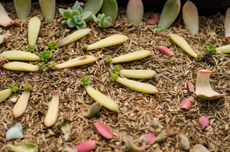 Cactus seedling