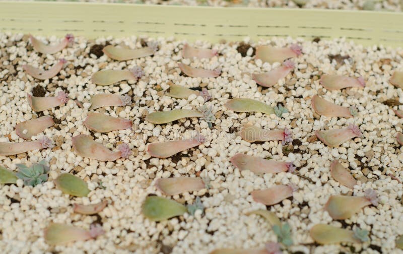 Cactus seedling