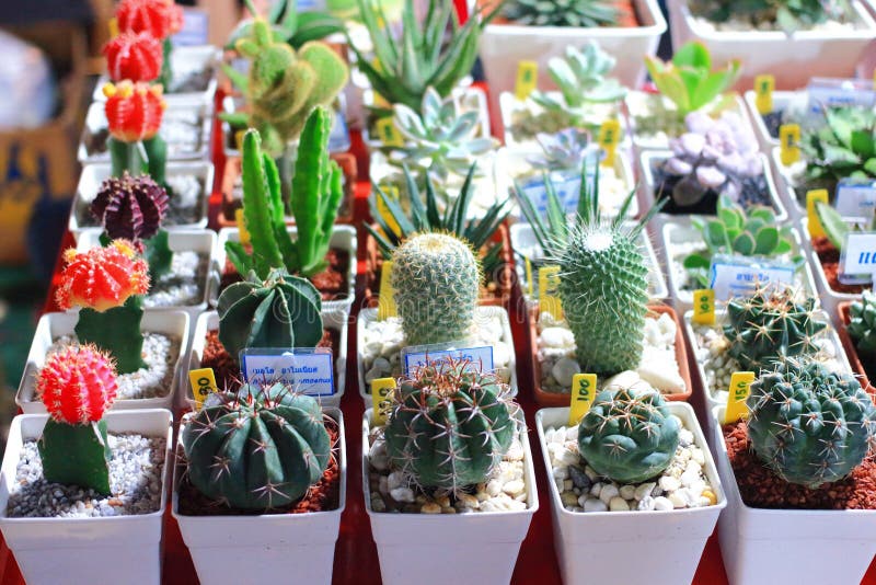 Cactus shop stock image. Image of plant, green, beautiful 71473257