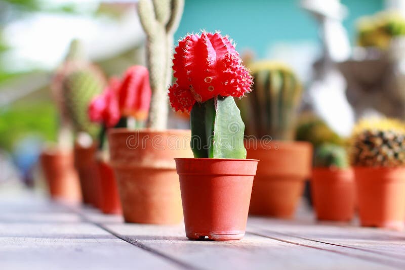 Cactus sierplanten in jardiniere met het rode bloem slaan stock foto Cactus sierplanten in jardiniere met het rode bloem slaan stock foto
