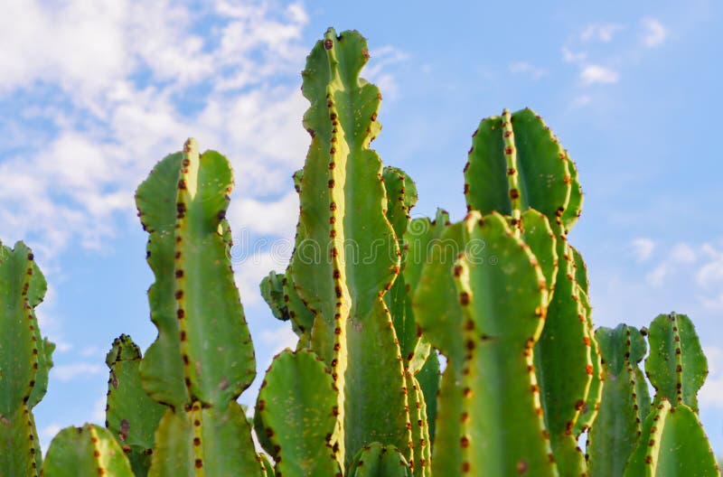 Cactus of South Africa stock photo. Image of jungle, north 57471818