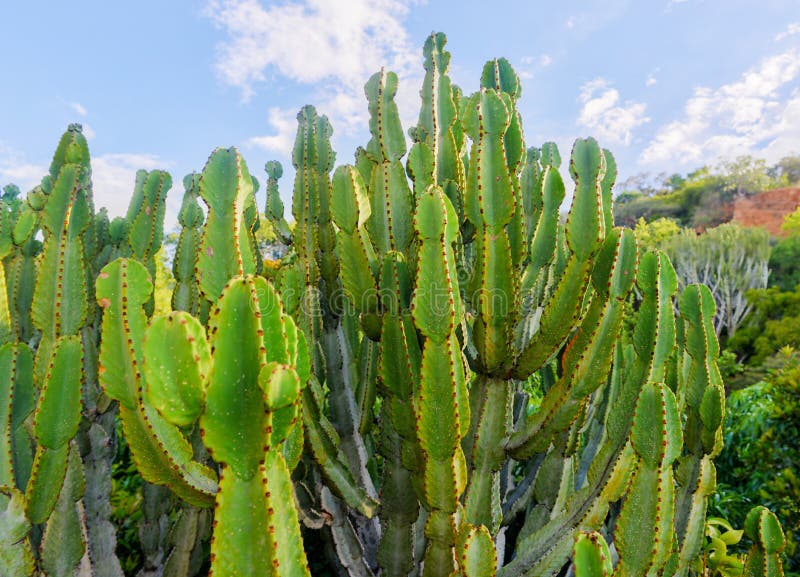 Cactus of South Africa stock photo. Image of life, northwest 57471834