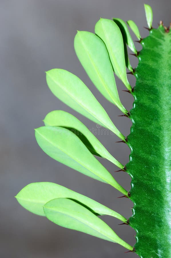 Cactus spikes & leaves
