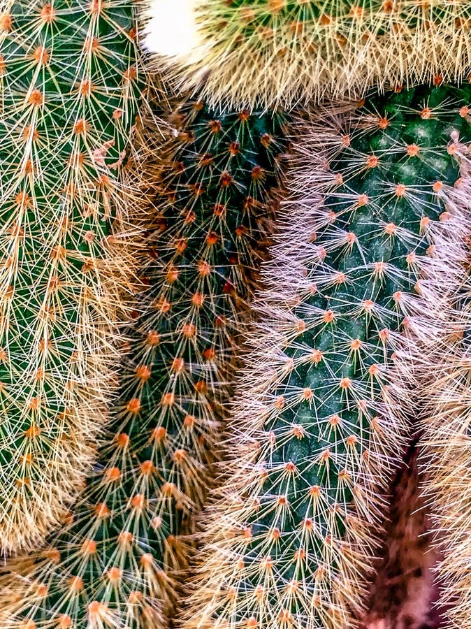 Cleistocactus Winteri In Beautiful Nature. Stock Photo - Image of color, beauty: 131606068