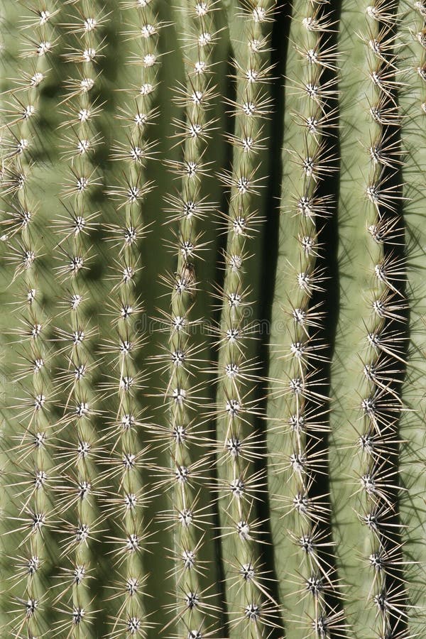 Cactus Spine Pattern