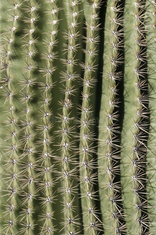 38,077 Cactus Spine Stock Photos - Free & Royalty-Free Stock
