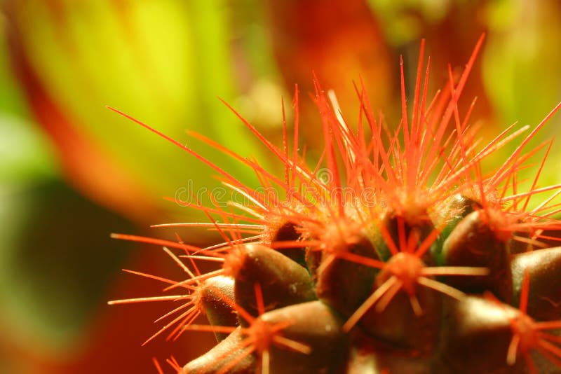 Cactus spines stock photo. Image of flora, concept, cacti 44893764