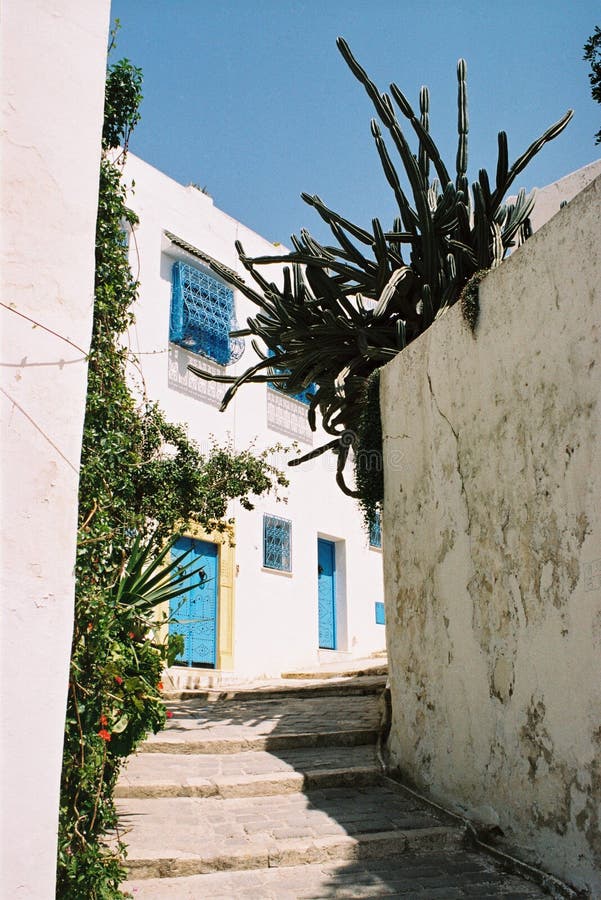 Cactus Street Picture. Image 9806938