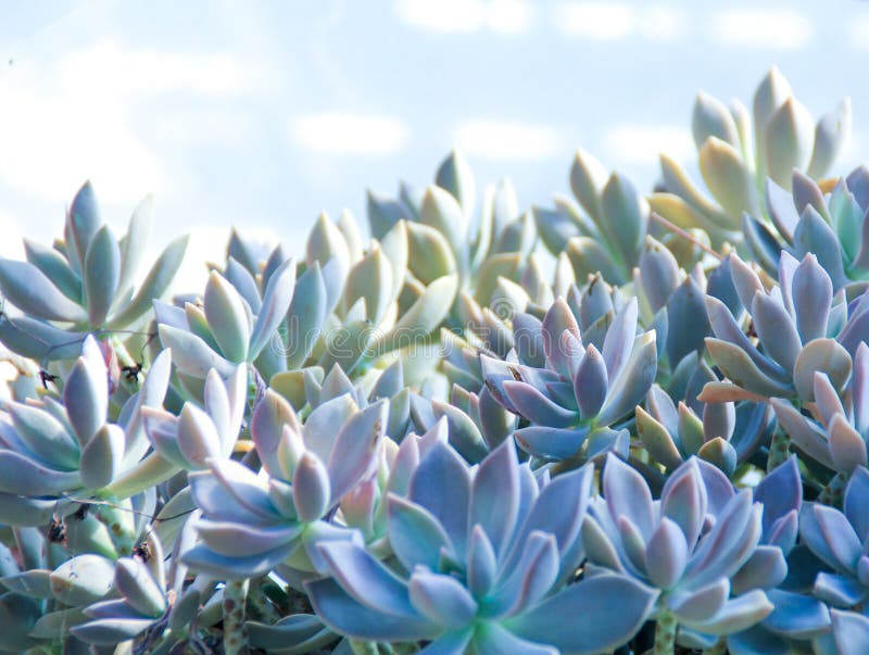 Trendy Succulents What Do You Know About Them  Gardening Tips and HowTo  Garden Guides  lancasterfarmingcom