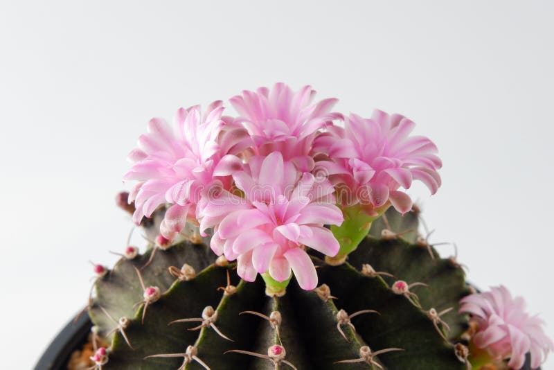 Cactus Succulent Plant on White Background Stock Image Image of
