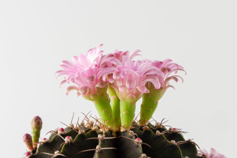 Cactus Succulent Plant on White Background Stock Photo Image of cacti