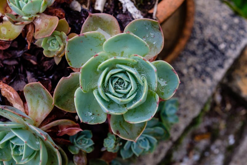 Cactus succulente bagnato in primo piano, con i dropplets dell'acqua e il beatif fotografie stock Cactus succulente bagnato in primo piano, con i dropplets dell'acqua e il beatif fotografie stock