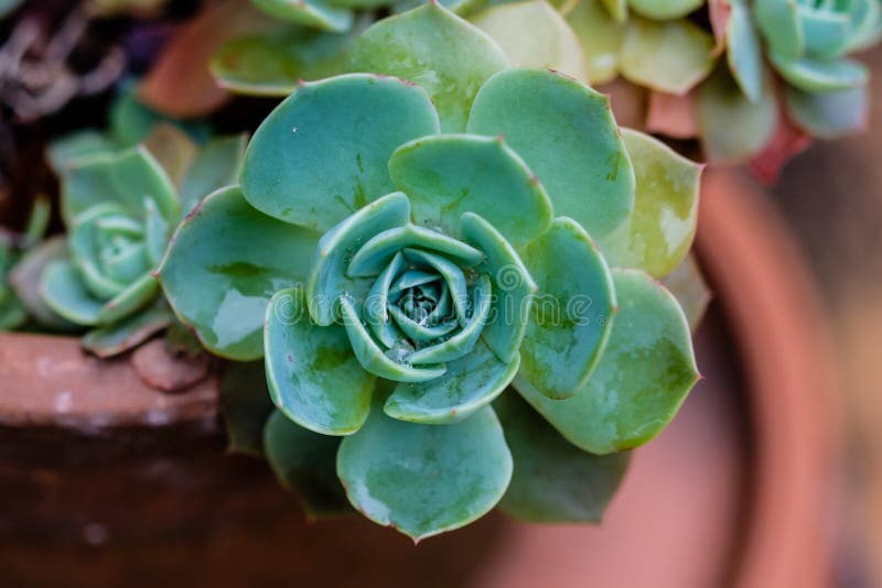 Cactus succulente in primo piano, con il bello modello fotografie stock libere da diritti Cactus succulente in primo piano, con il bello modello fotografie stock libere da diritti