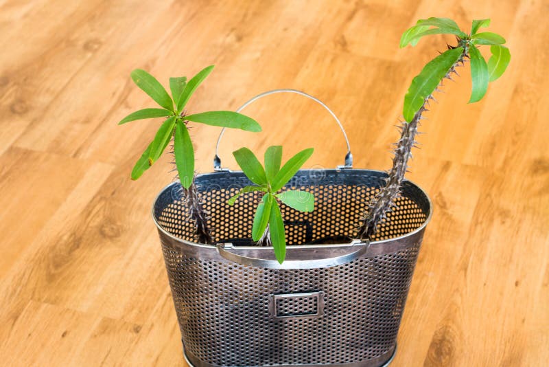 Cactus and succulents stock image. Image of natural, macro 75722075