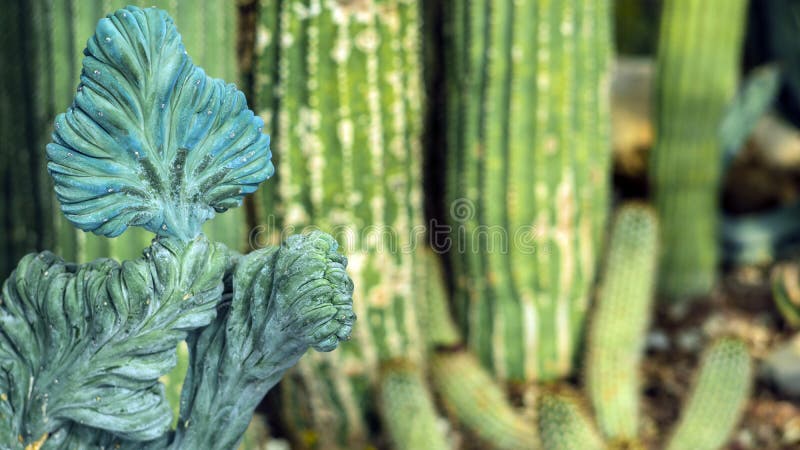 CACTUS IN SUMMER WITH RICH BLUE AND GREEN COLORS