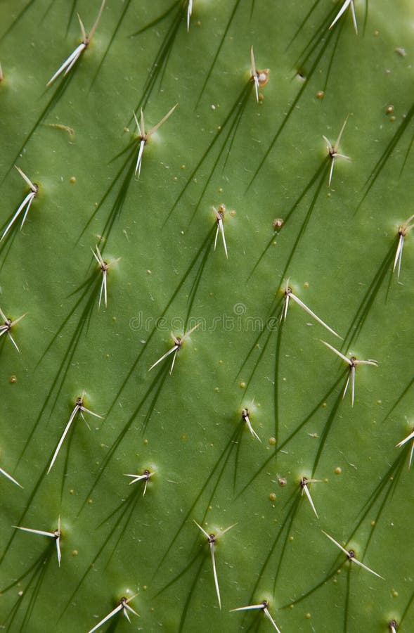 Cactus Texture