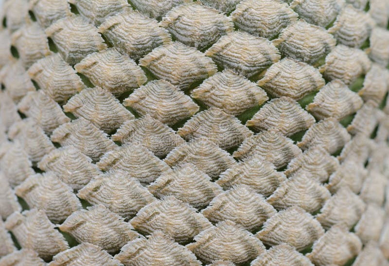 Cactus texture background