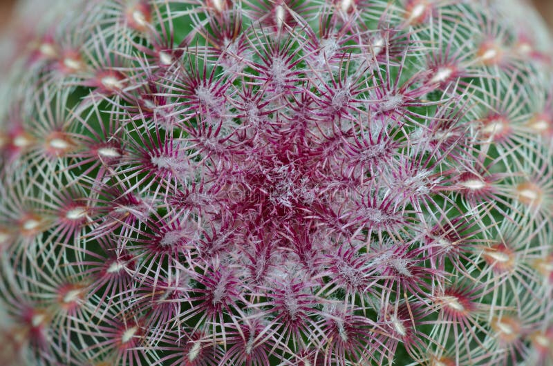 cactus texture background