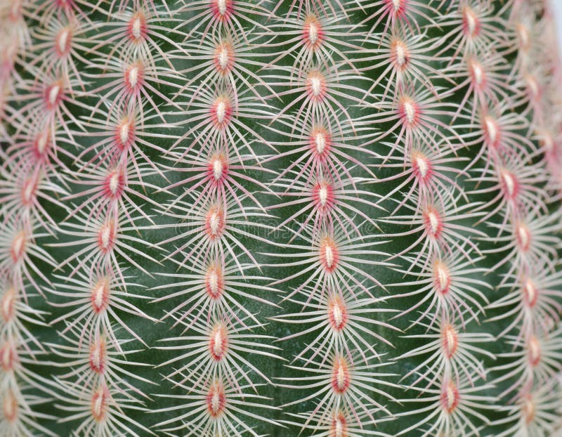 Cactus texture background