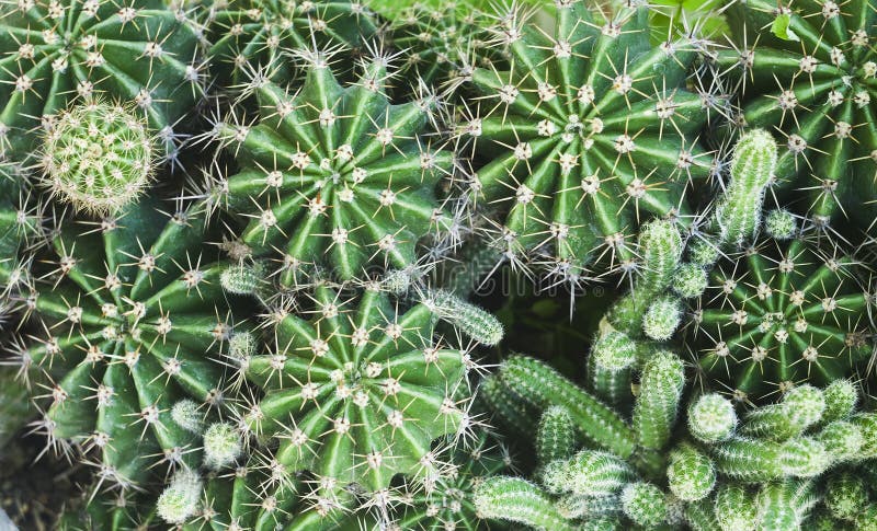 Cactus texture, green plant