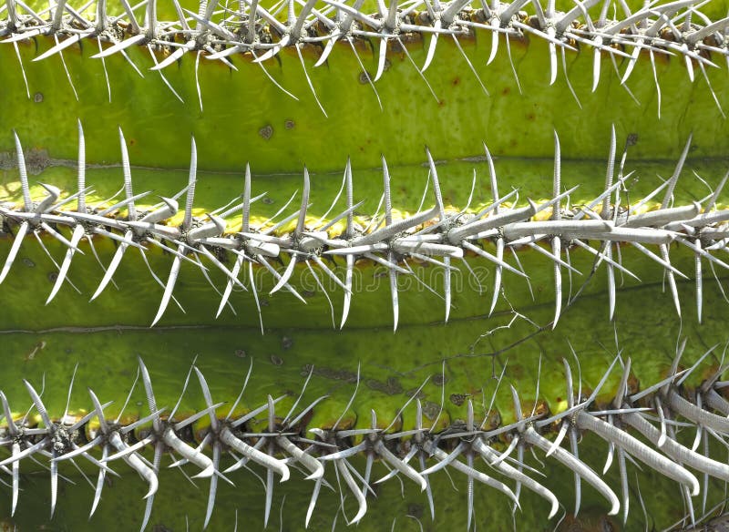 Cactus thorns stock image