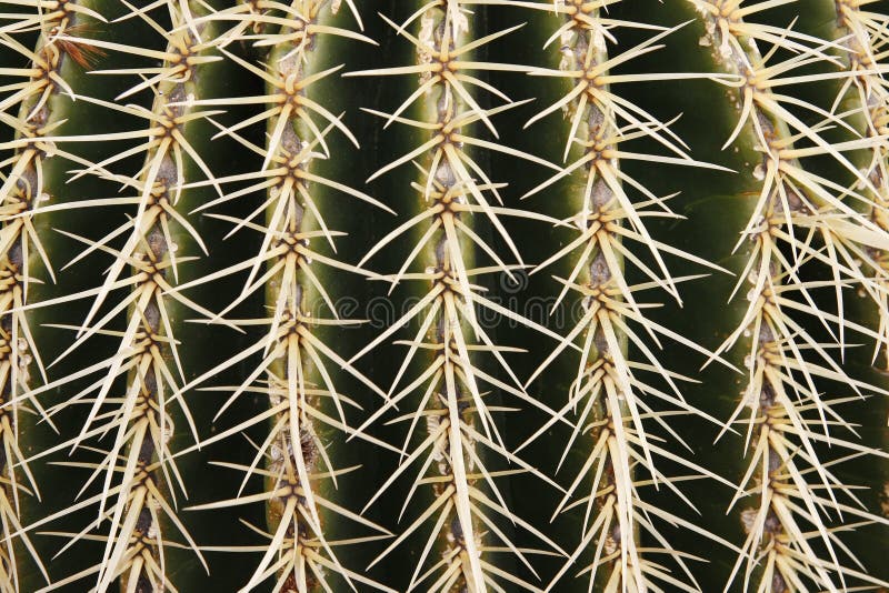 Cactus thorns royalty free stock photography