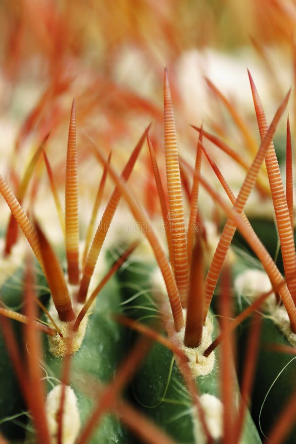 Cactus thorns