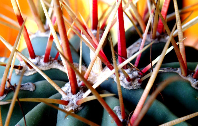 Cactus thorns stock photo Cactus thorns stock photo