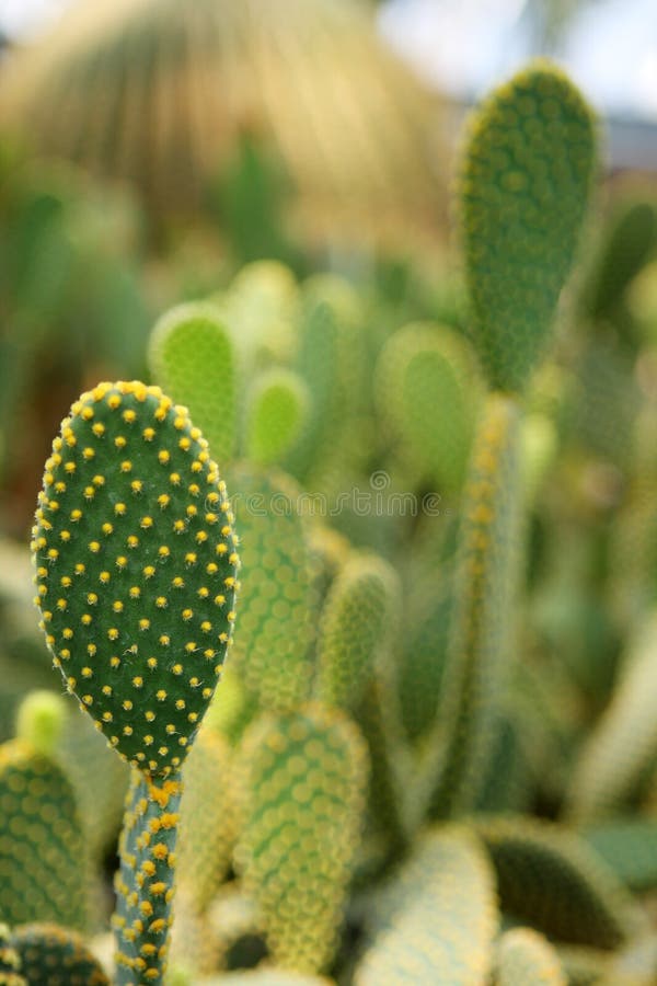 Cactus thorns royalty free stock photos