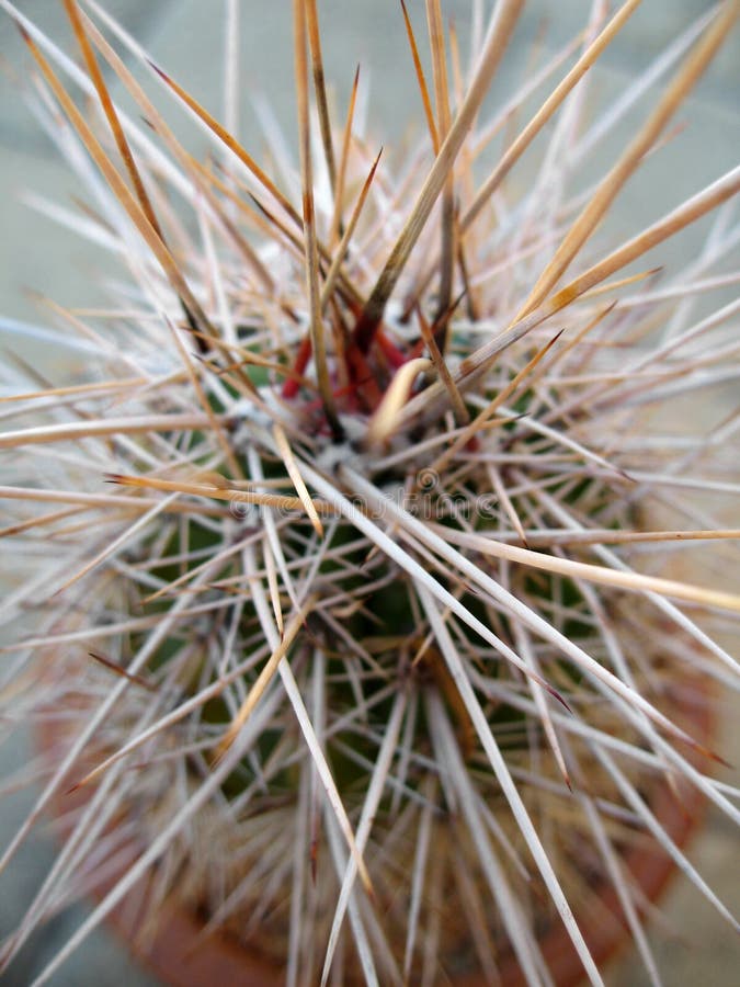 Cactus Thorns royalty free stock photo