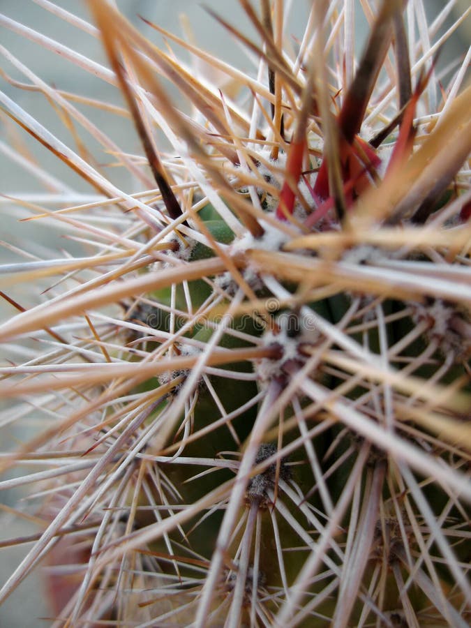 Cactus Thorns royalty free stock photography