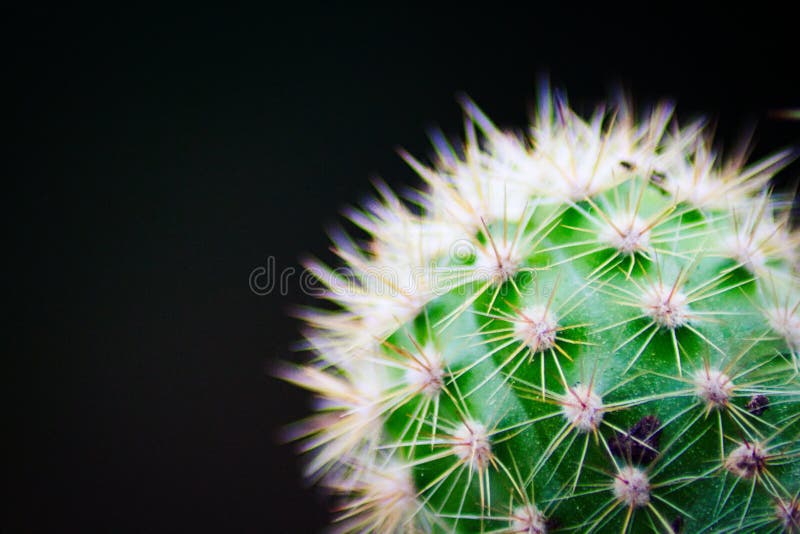 Cactus thorns close-up royalty free stock photos
