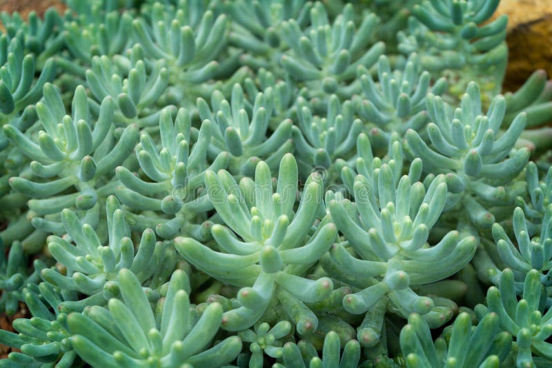 Cactus, Cactus thorns, Close up thorns of cactus, Cactus Background stock photography