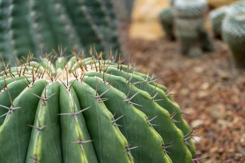 Cactus, Cactus thorns, Close up thorns of cactus, Cactus Background stock image