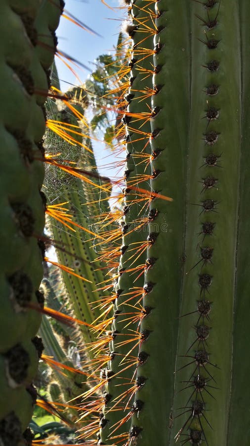 Cactus thorns close up stock photos