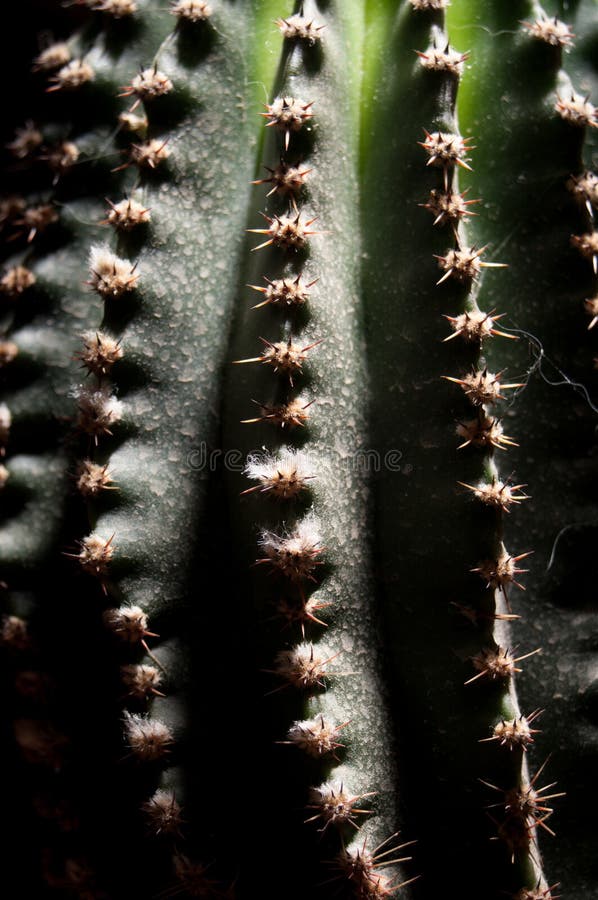 Cactus thorns royalty free stock images