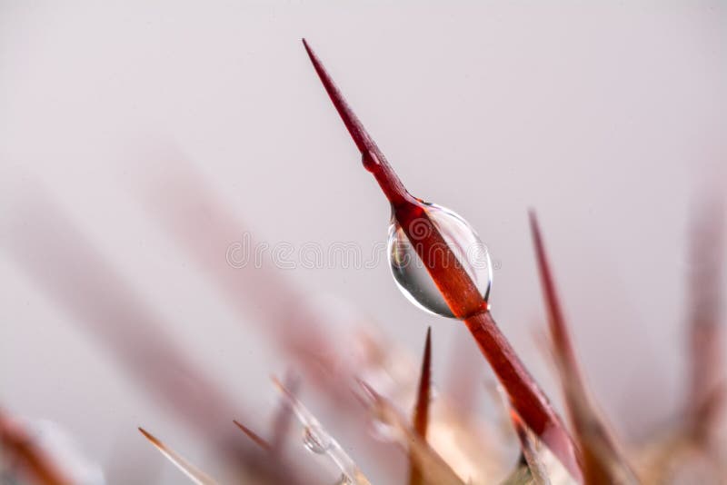 Cactus thorns and drop stock photos