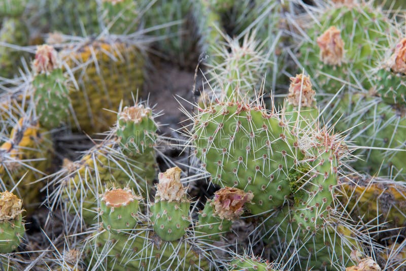 Cactus Thorns in New Mexico Close Up royalty free stock image