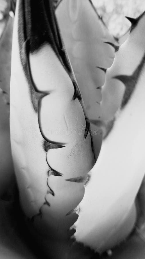 Cactus thorns like shark teeth stock photo