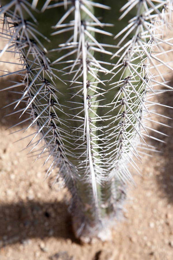 Cactus thorns royalty free stock photo