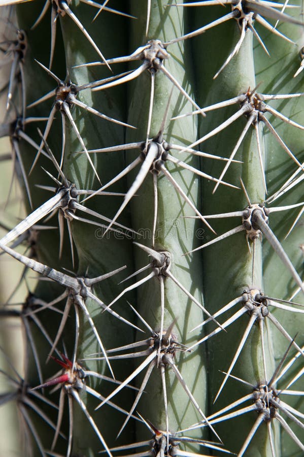 Cactus thorns 3 royalty free stock photography