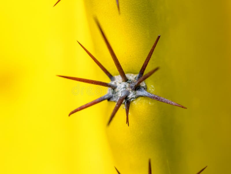 Cactus thorns on yellow cactus royalty free stock photos
