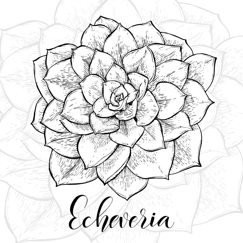 Cactus tirés par la main d'Echeveria illustration de vecteur Cactus tirés par la main d'Echeveria illustration de vecteur