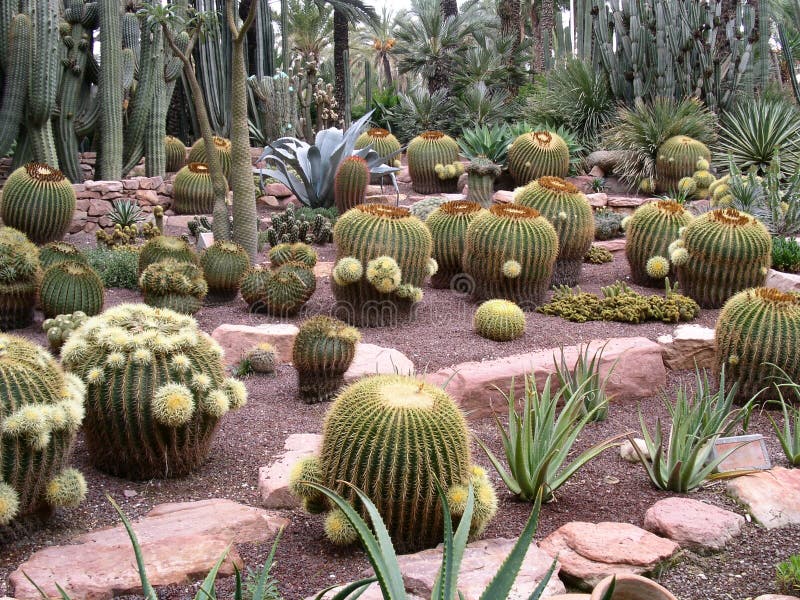 Many cactuses of different types and sizes in a garden in spain. Many cactuses of different types and sizes in a garden in spain