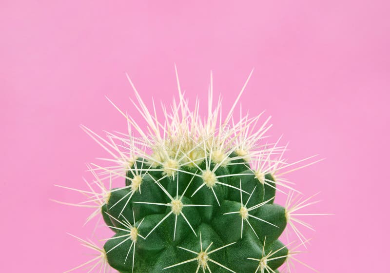 Cactus tropical de la moda en fondo de papel rosado Estilo y colores mínimos de moda del arte pop